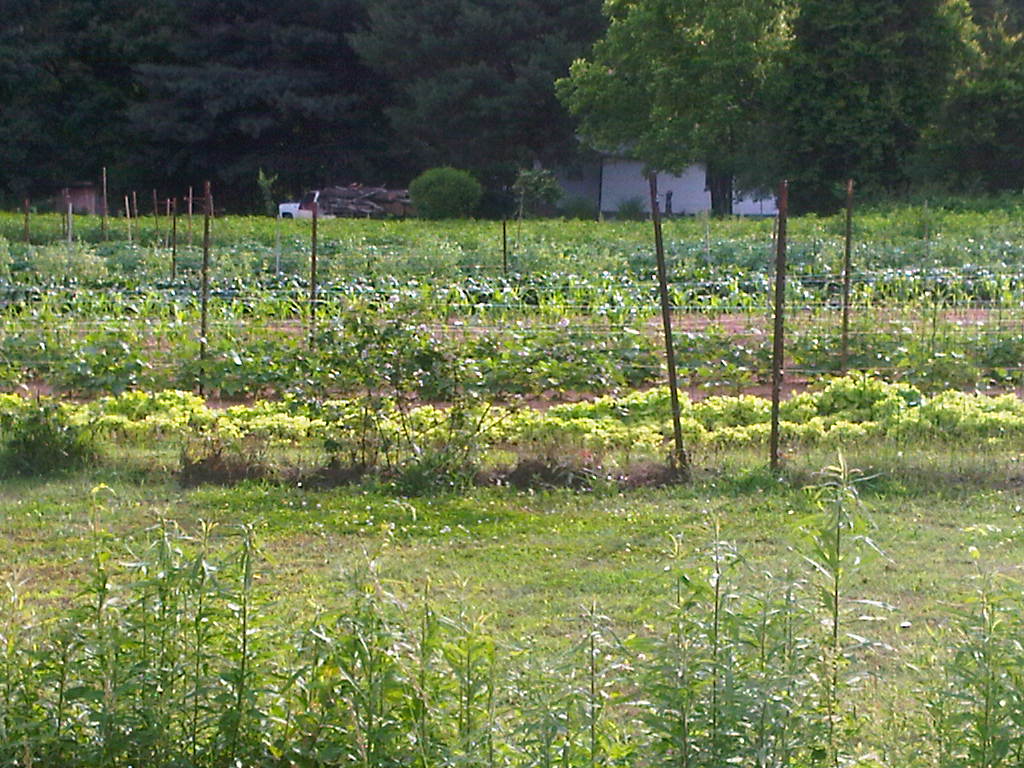 tradtional straight row garden