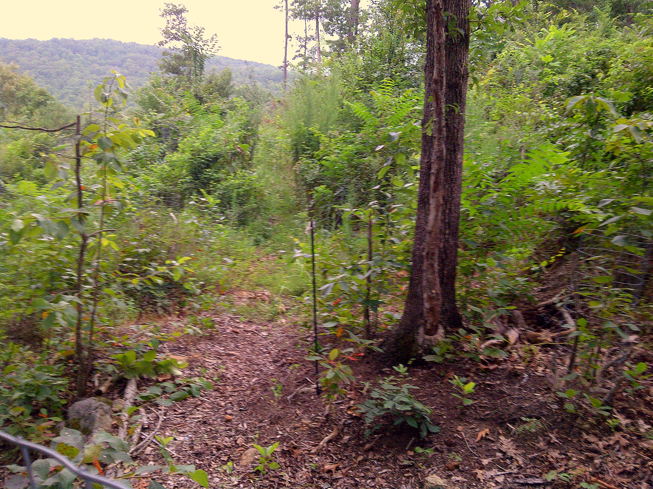 forest garden in permaculture